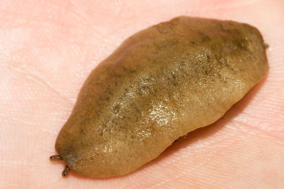 Veronicellidae sp.